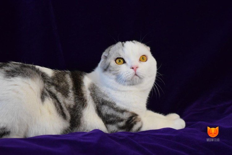 Кот шотландец вислоухий серый