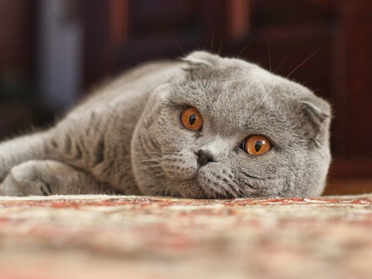 Вислоухие коты Шотландские скоттиш