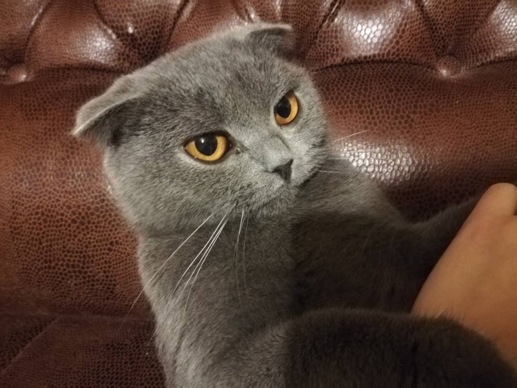 Шотландская вислоухая кошка