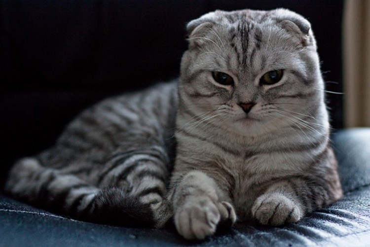 Шотландская вислоухая кошка