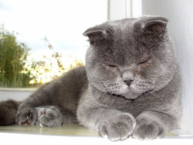 Шотландская вислоухая кошка