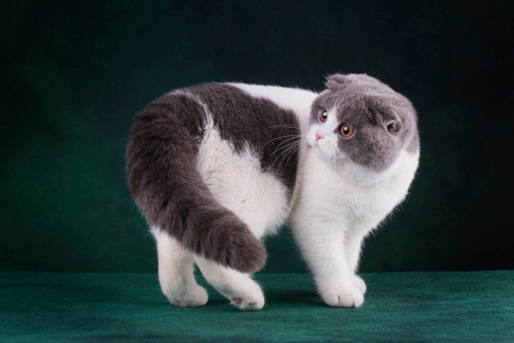 Шотландская вислоухая шиншилла