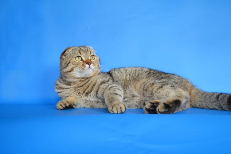 Шотландская тигровая кошка