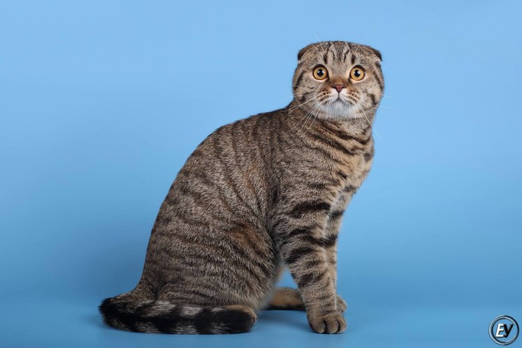 Угольный табби