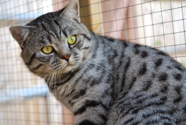 Британский Сильвер табби тигровый макрель