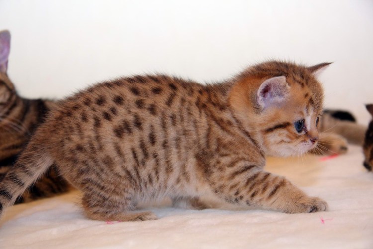 Скоттиш фолд Браун табби