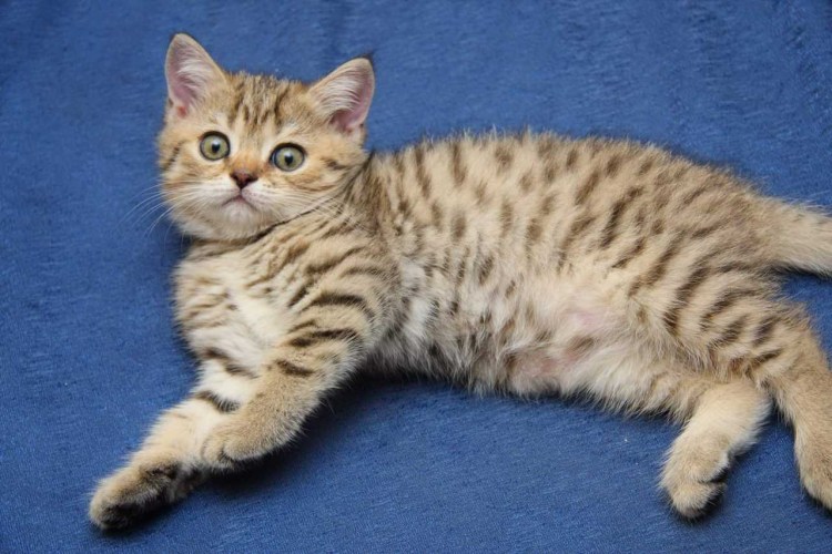 Шотландская вислоухая кошка табби