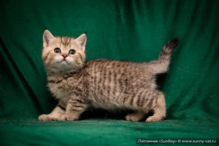 Шотландские котята полосатые
