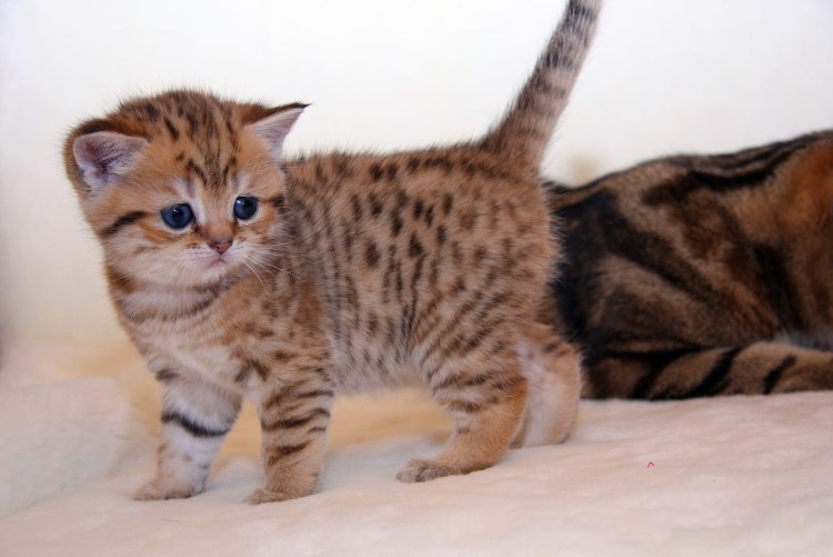 Шотландская кошка прямоухая скоттиш страйт полосатый