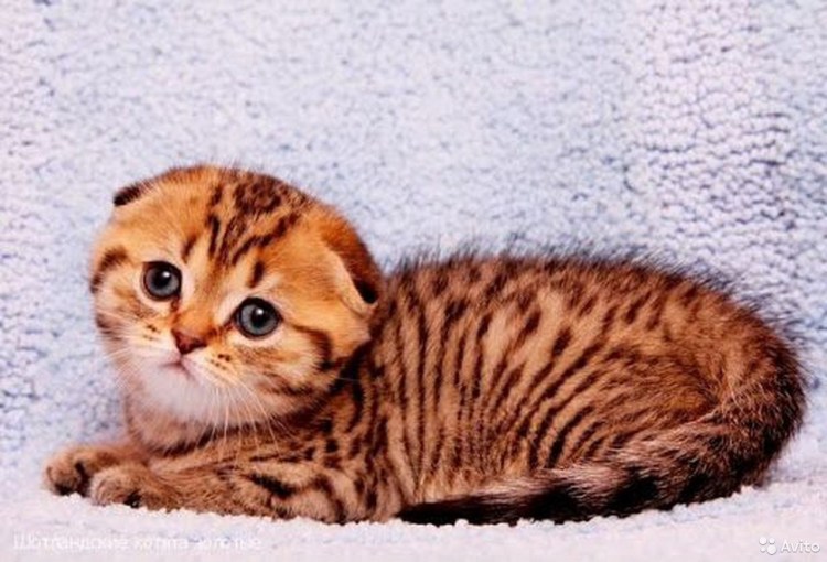 Табби макрель полосатый