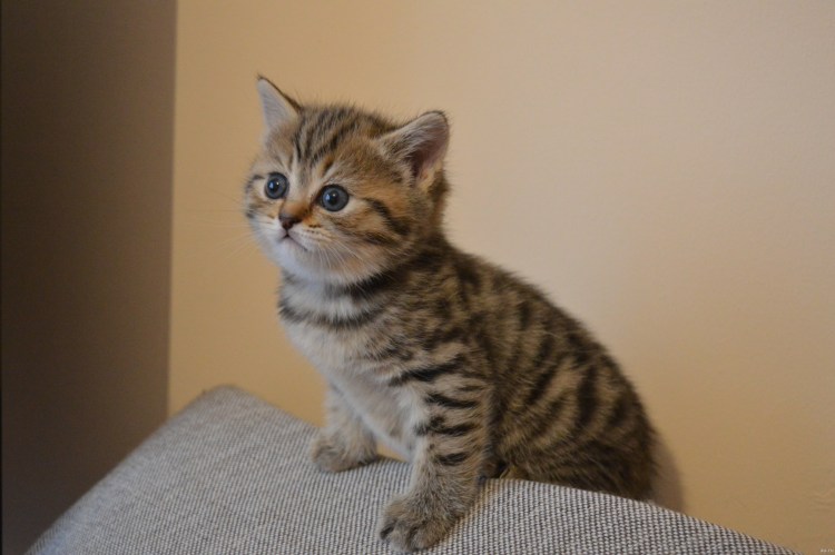 Скоттиш страйт Браун табби