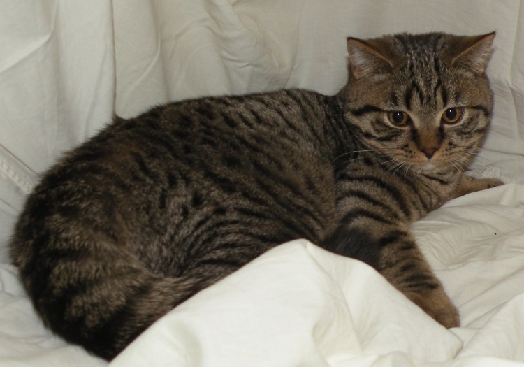 Шотландская вислоухая кошка табби