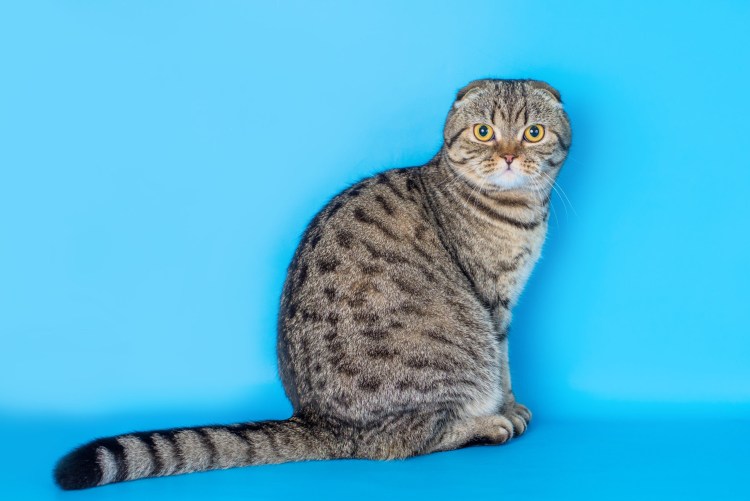 Скоттиш фолд табби тигровый