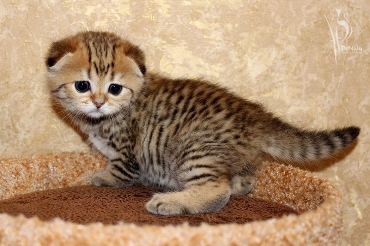 Британец Браун табби