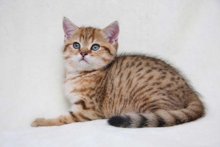 Браун-табби пятнистый