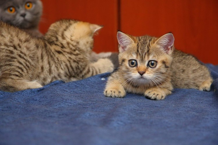 Шотландский скоттиш страйт полосатый