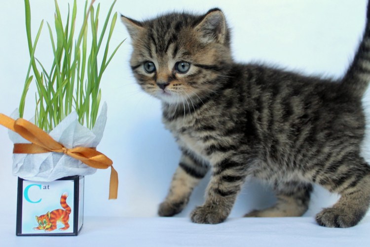 Котята британцы полосатые