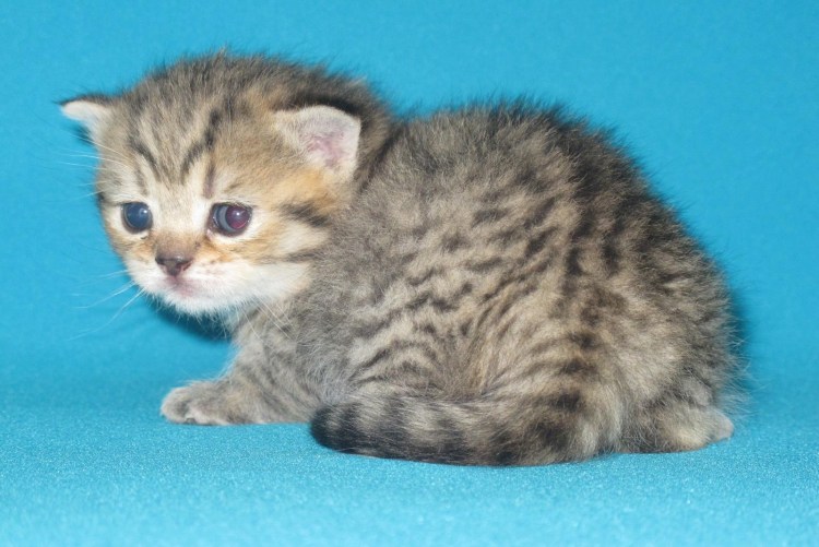 Скоттиш фолд Браун табби