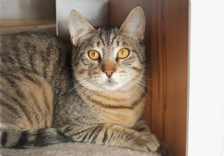 Шотландский Браун табби