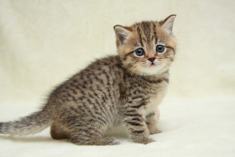 Шотландские котята Браун табби