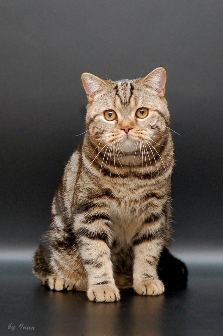 Шотландская вислоухая кошка