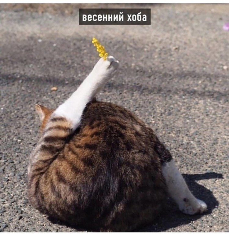 Кот с растопыренными лапами