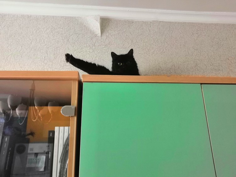 Сфинкс облизывает себя