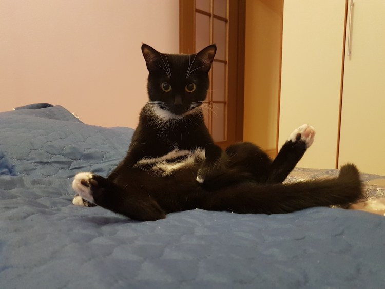 Черный кот смешные позы