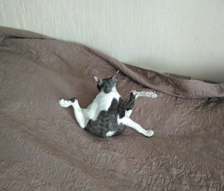 Кошка на шпагате