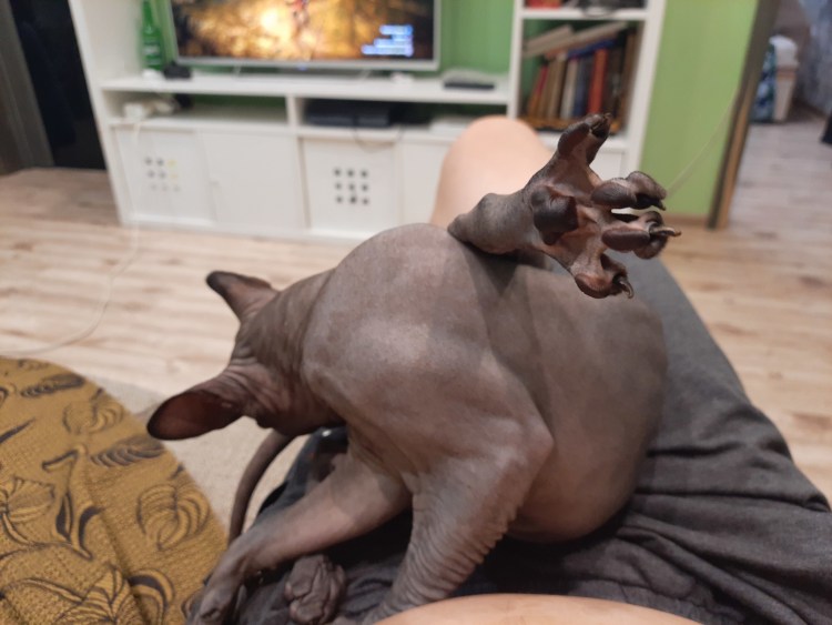 Кот с поднятой лапой