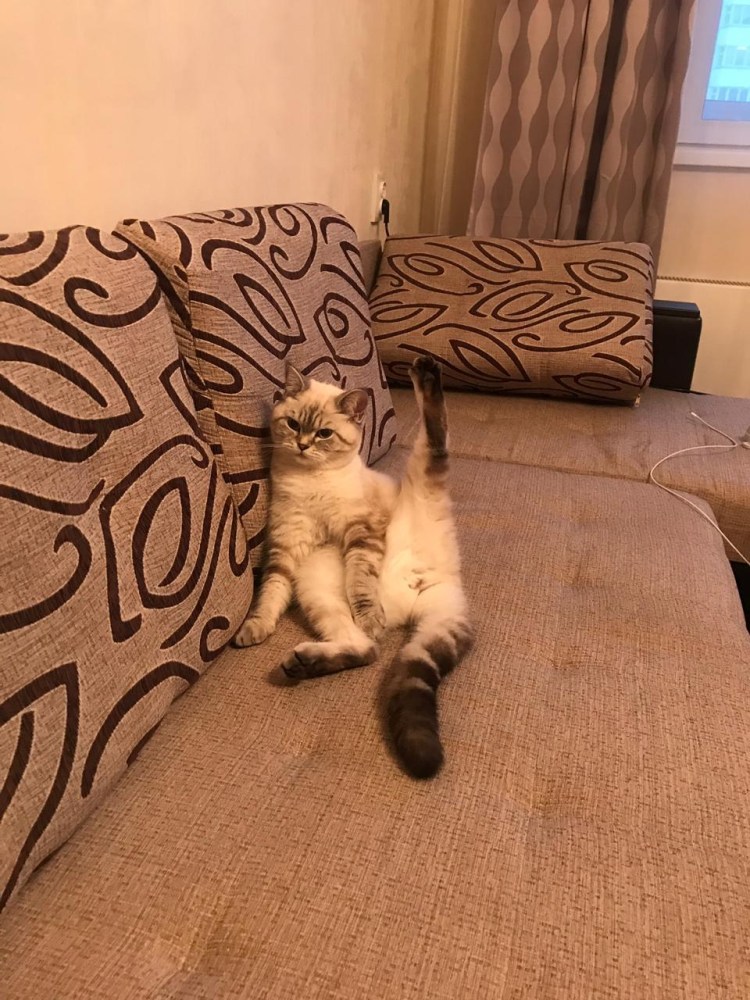 Кошачья Дабл хоба