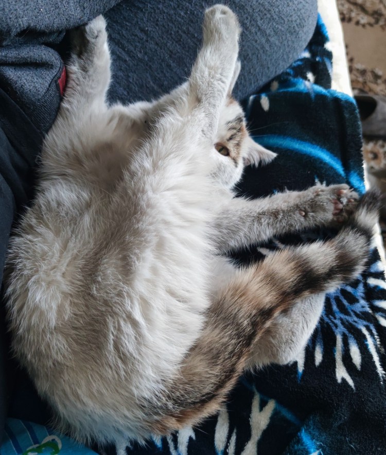 Пушиться а не кошка греет