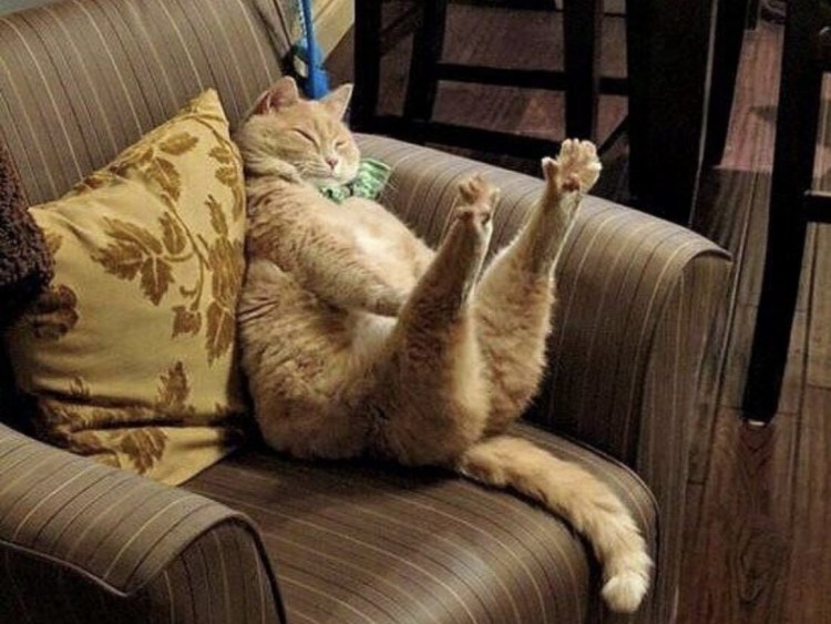 Кот с поднятой ногой