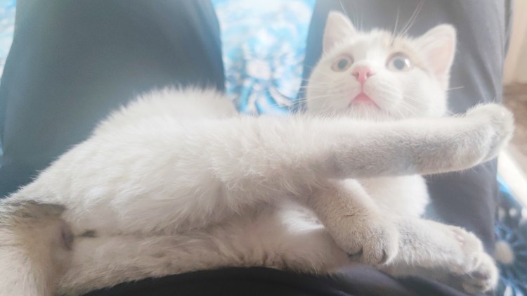 Хоба Дабл хоба