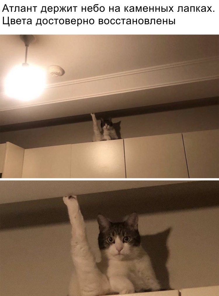 Кот инвалид