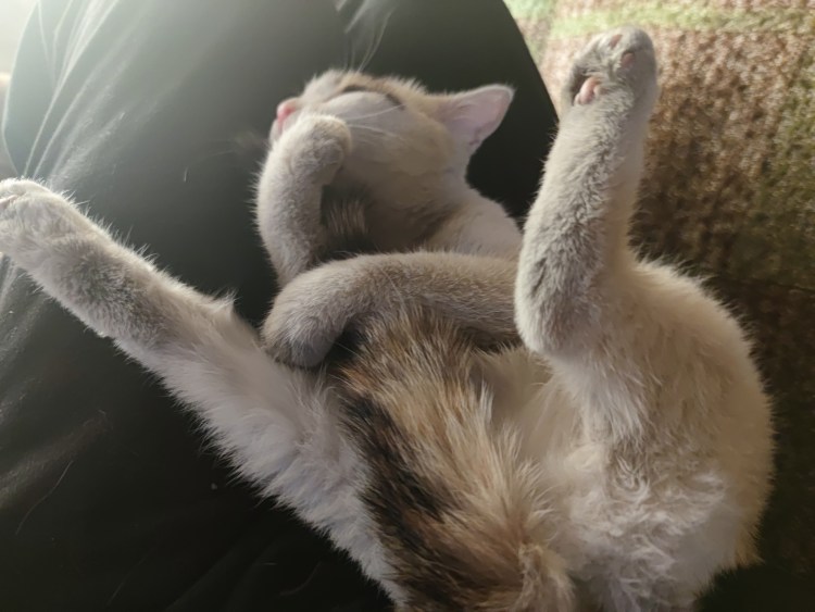 Любовь хоба