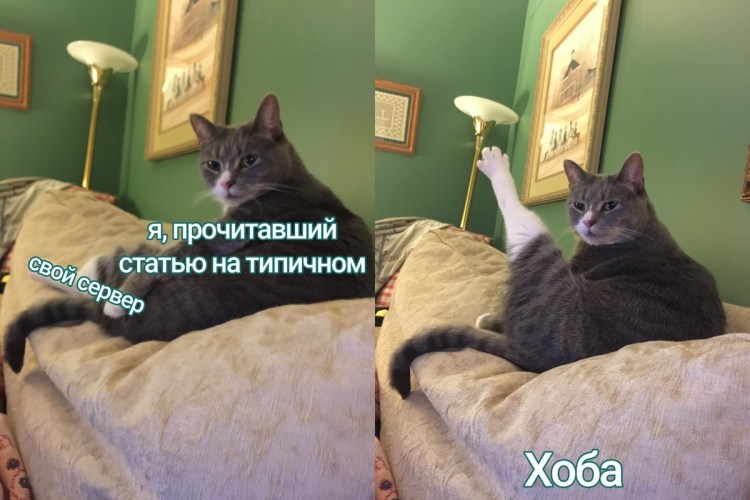 Хоба кот Мем