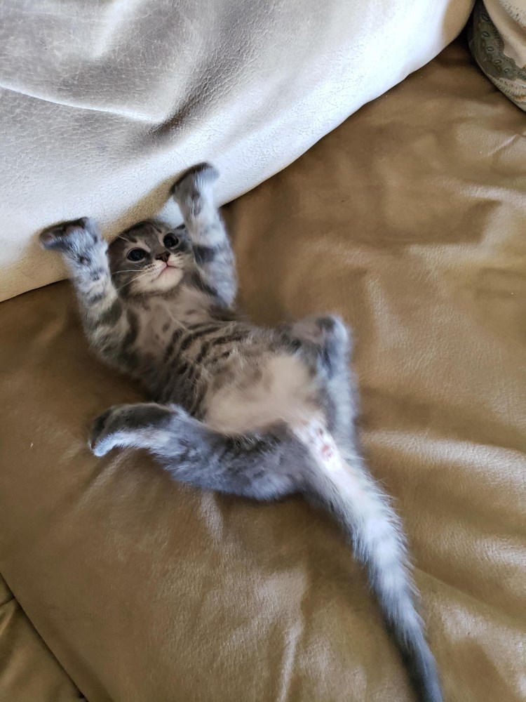 Кот сел на шпагат