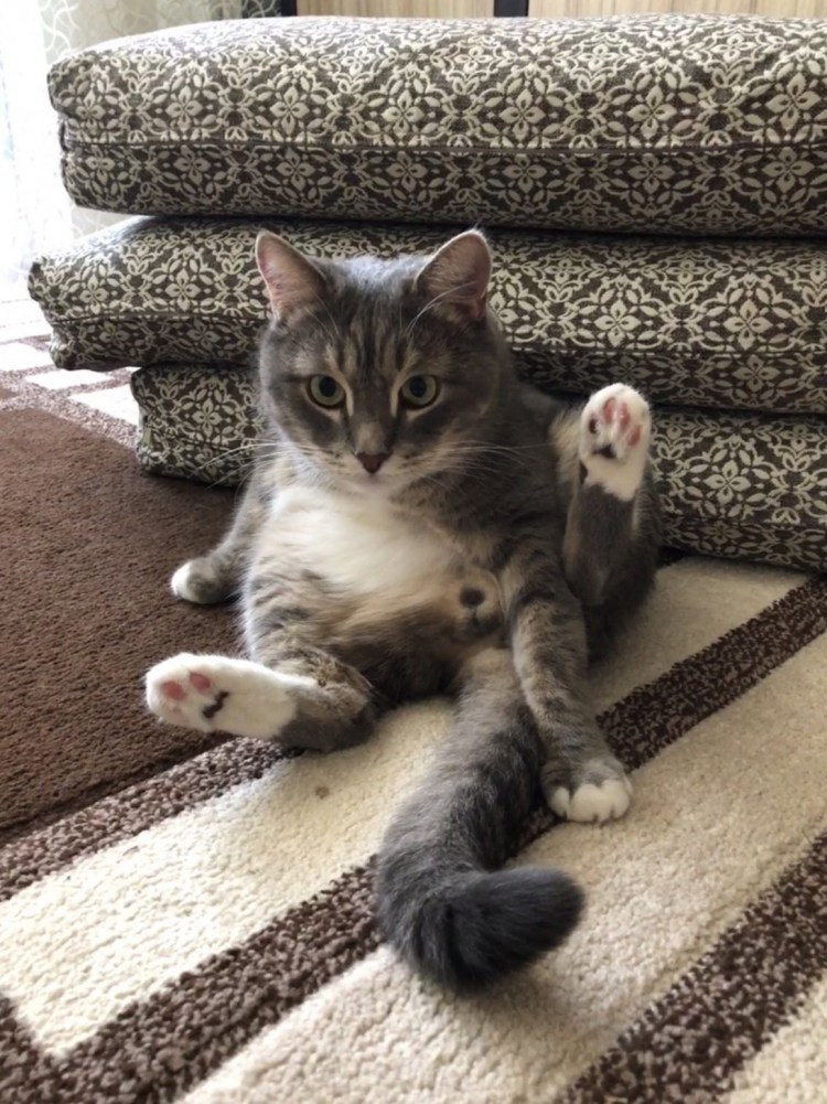 Советы от кота