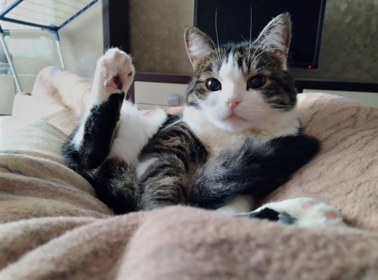 Любовь хоба в молодости