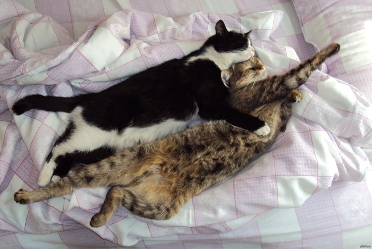 Под одеялом юмор