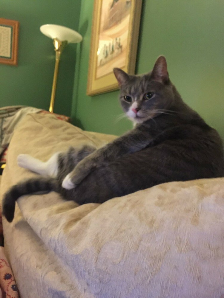 Лапа черного кота