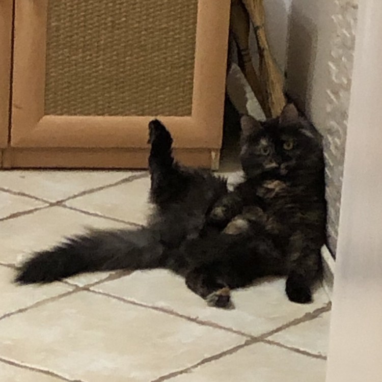 Хоба приколы