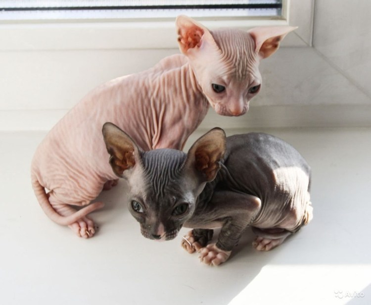 Донской сфинкс Эстетика