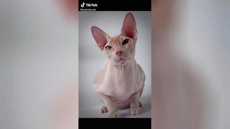 Котята Донского и канадского сфинкса