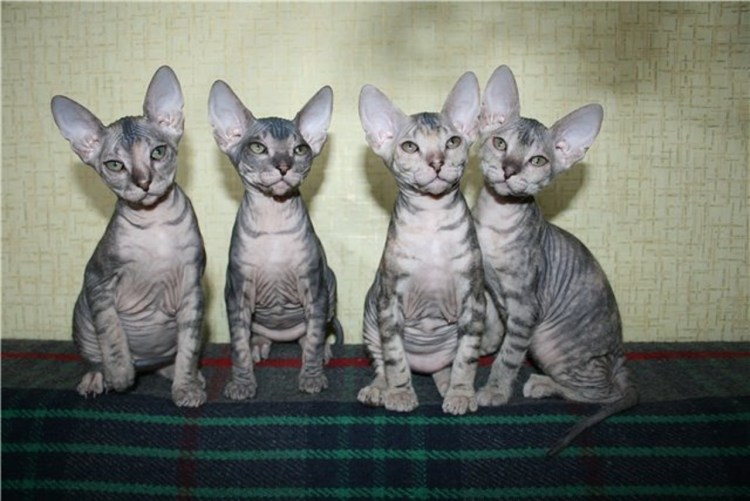 Красный сфинкс