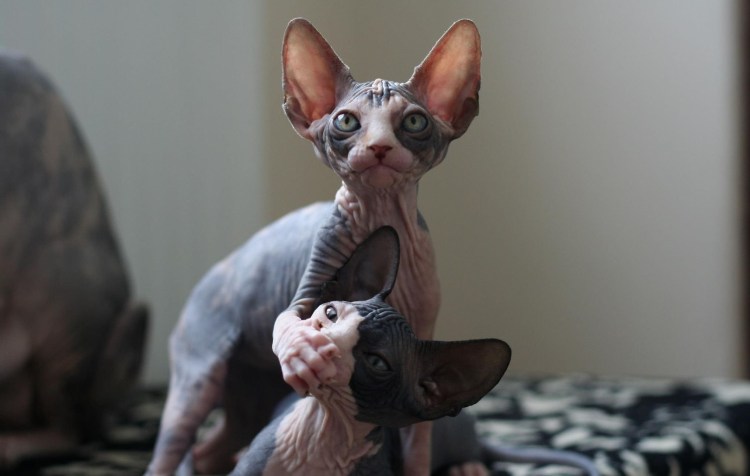 Метис канадского сфинкса