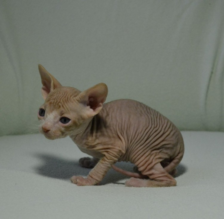 Сфинкс браш