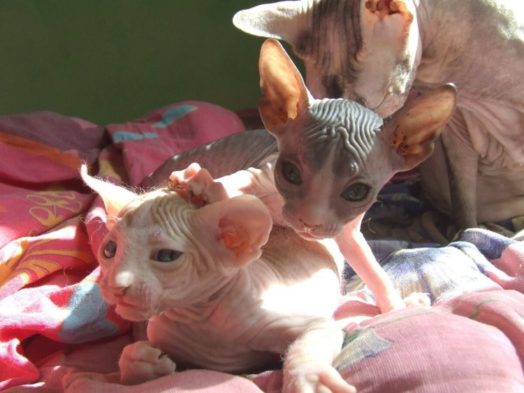 Донской канадский и Петерболд