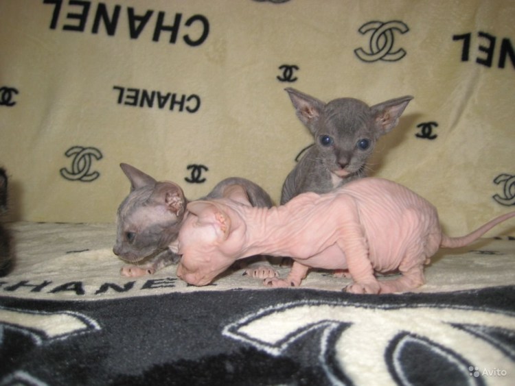 Кошки которые не линяют кроме сфинксов